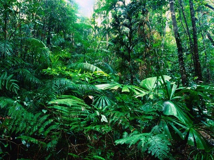 Biomes - American Samoa National Park